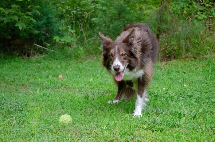 Ensure Your Dog Is Getting Enough Vitamins