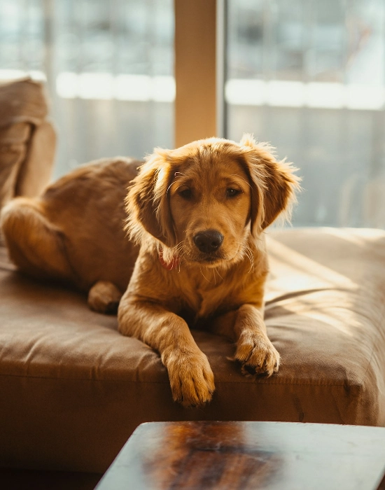 How Often to Give Treats to Your Dog