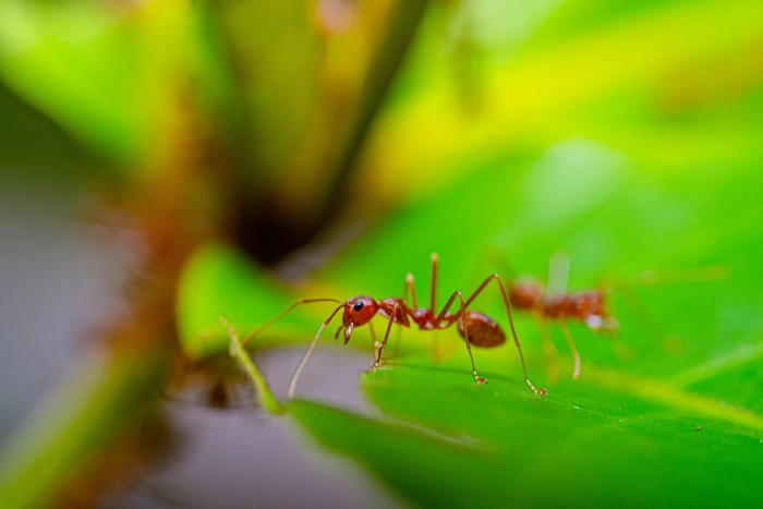 Dog Ate Fire Ants 