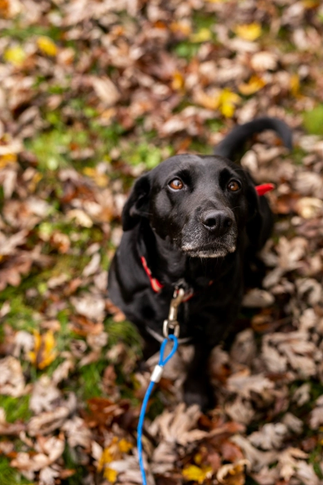 Boosting Joint Health in Arthritic Senior Dogs 