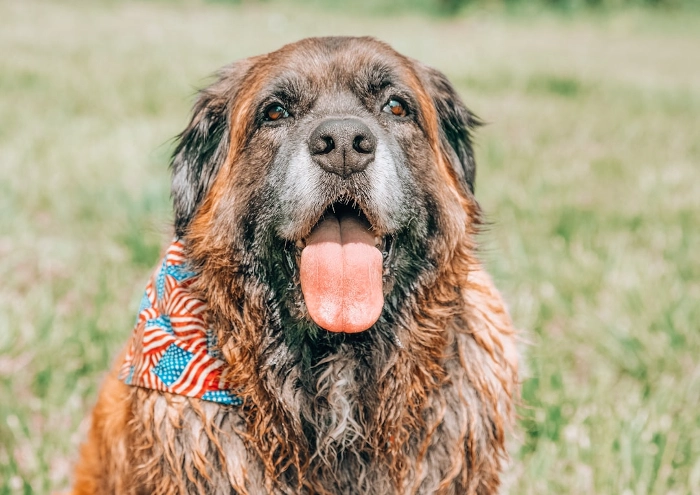 Dog Ate Ham Bone Now Has Diarrhea 