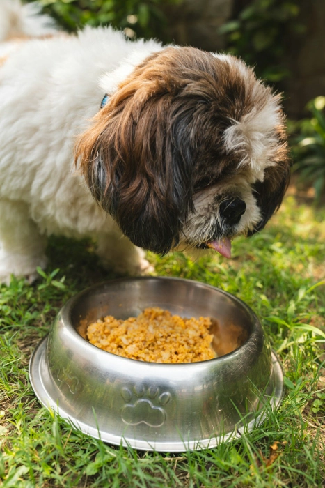 Storing Your Dog’s Food 