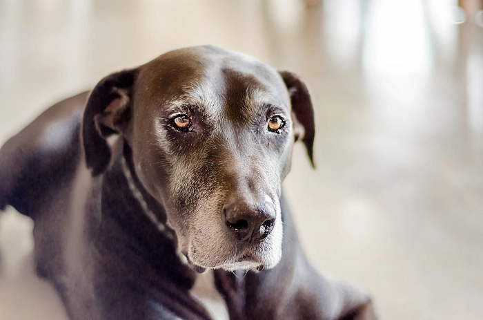 Benefits Of Pumpkin For Digestion In Aging Canines