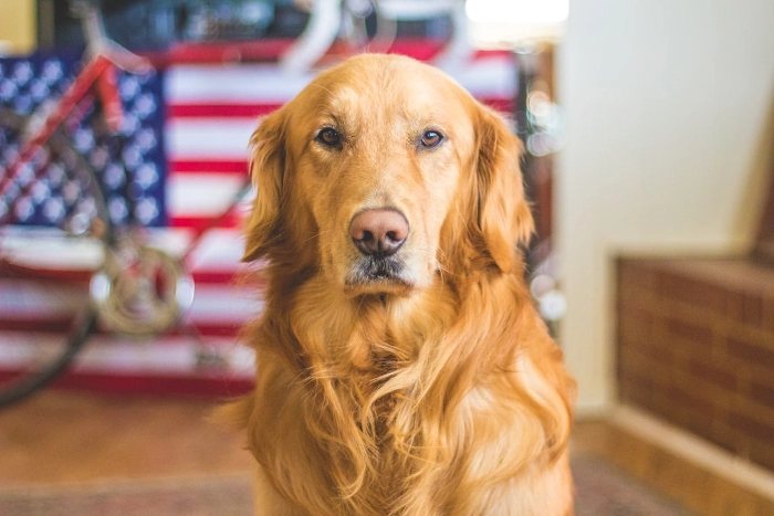 Dog Ate Chocolate Protein Bar