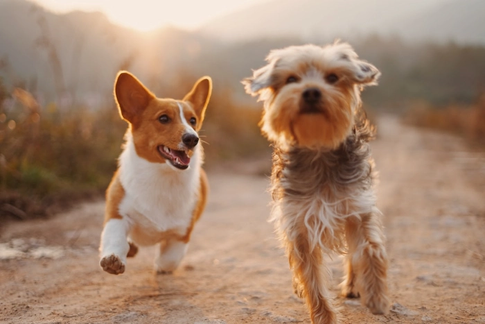 Can Dogs Eat Imitation Crab 