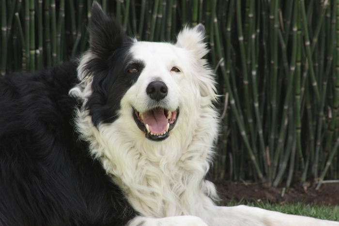 Homemade Meals For Senior Dogs 