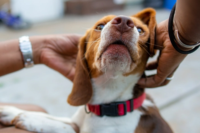 dog's ears