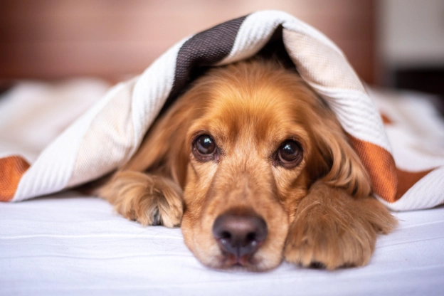 dog anxiety