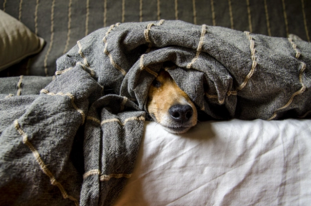 dog anxiety