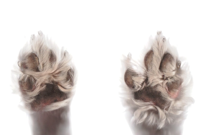 paws