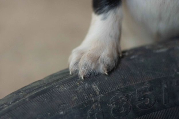 puppy nail