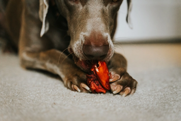 long dog nail