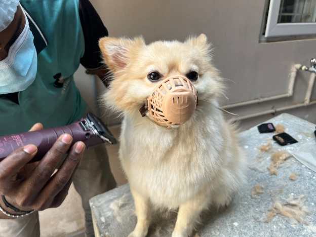 dog groom