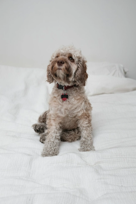 CAVOODLE