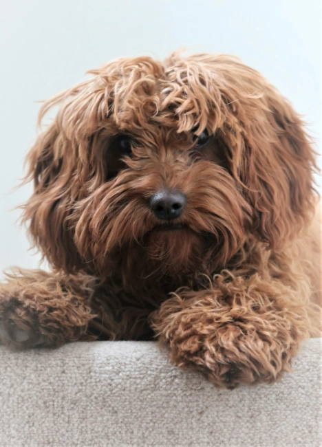 CAVOODLE