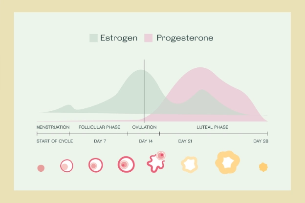 Cycle syncing is about understanding the roles of estrogen and progesterone and how they fluctuate throughout the cycle.