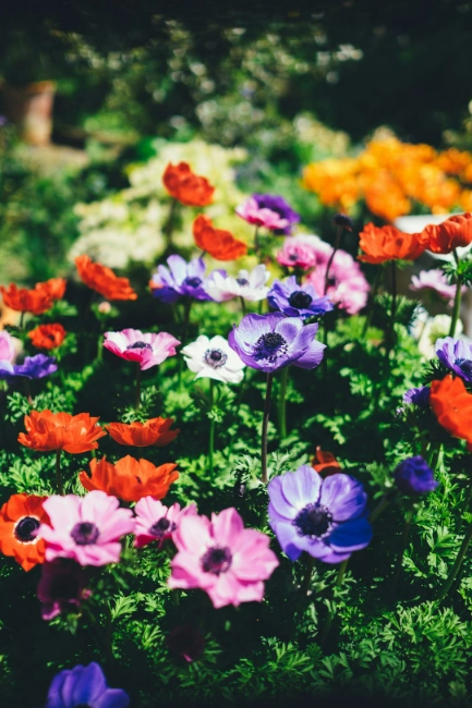 garden