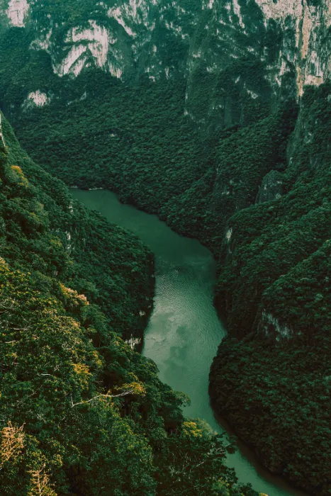 Diversity of Amazon Rainforest