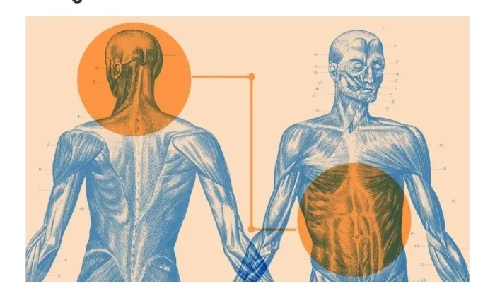 Brain Gut axis connection